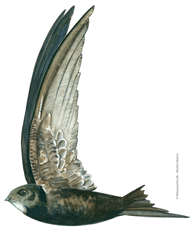 Mursejler © Naturporten - Kirsten Hjørne