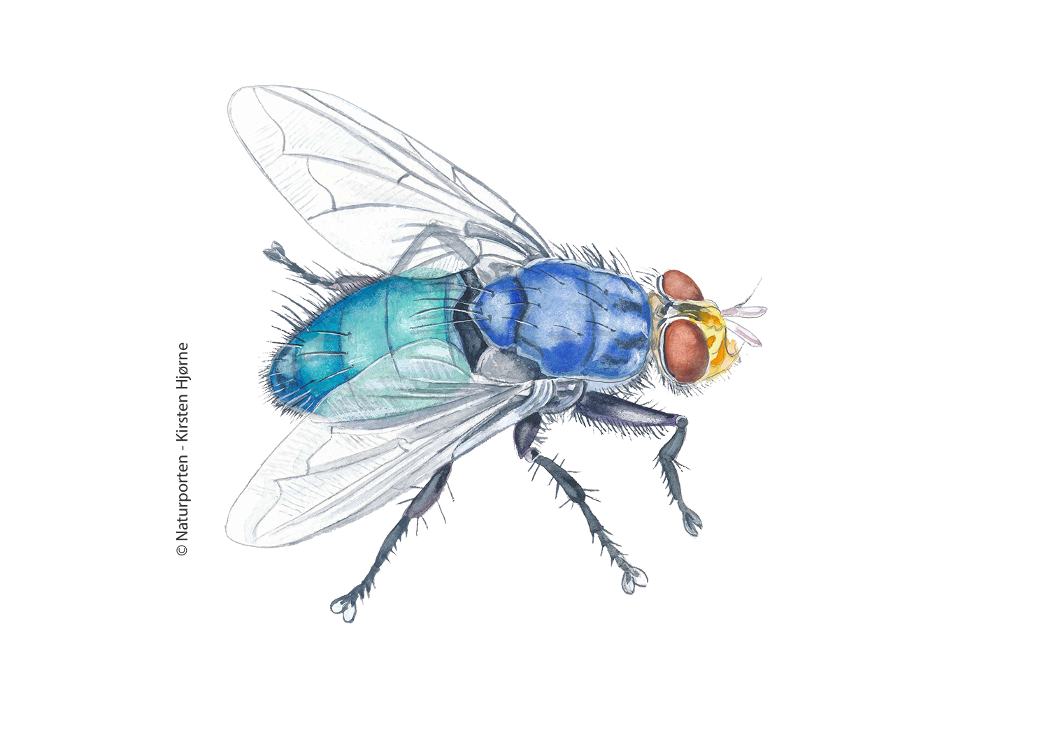 Dødsflue  © Naturporten - Kirsten Hjørne