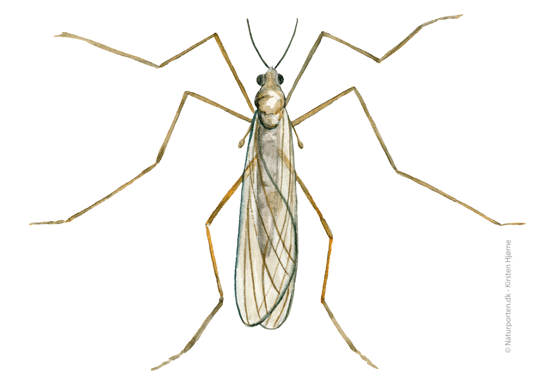 Vintermyg © Naturporten - Kirsten Hjørne