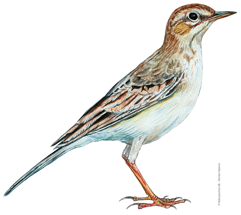 Markpiber © Naturporten - Kirsten Hjørne