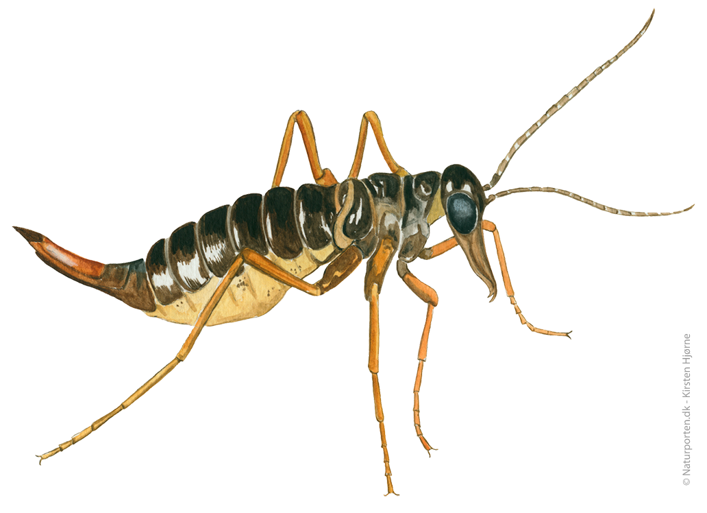 Sneloppe © Naturporten - Kirsten Hjørne