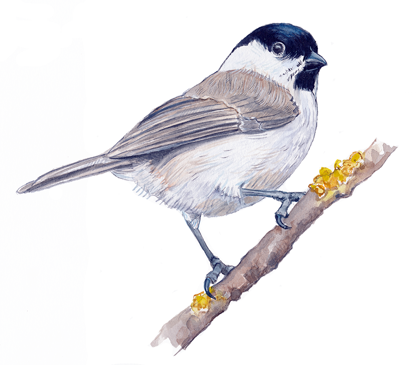 Fyrremejse © Naturporten - Kirsten Hjørne