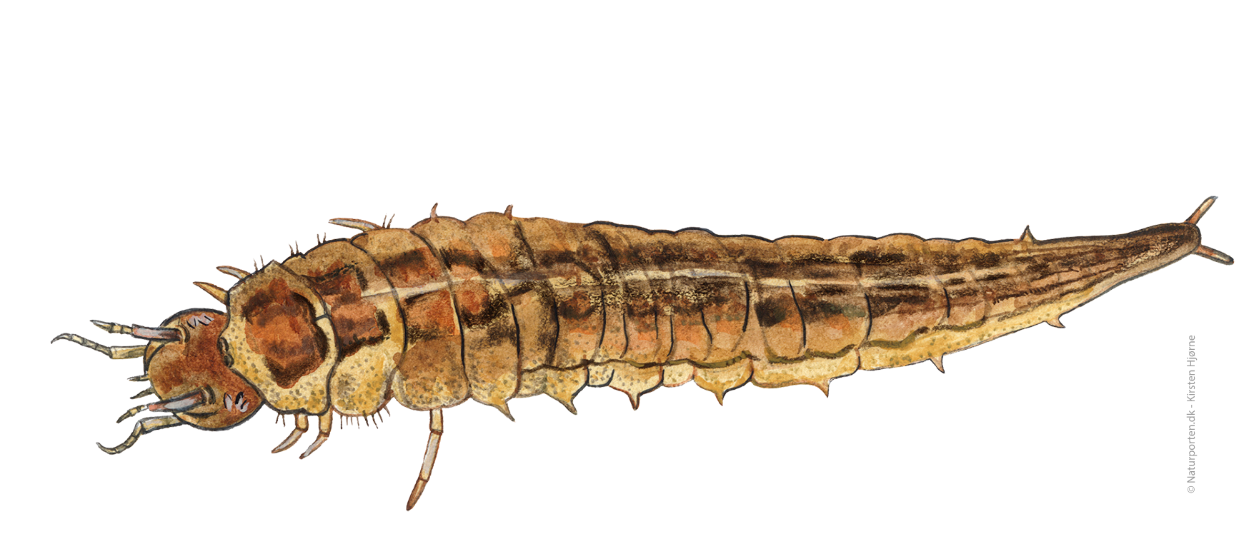 Vandkær larve © Naturporten - Kirsten Hjørne