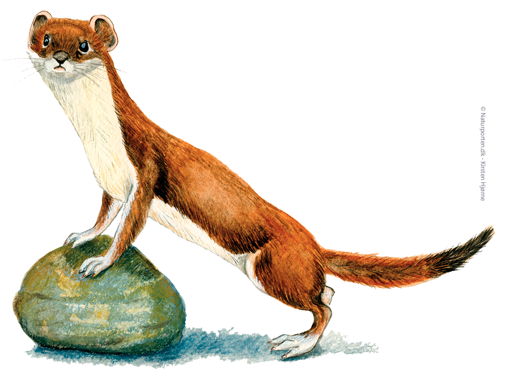 Lækat sommer © Naturporten - Kirsten Hjørne