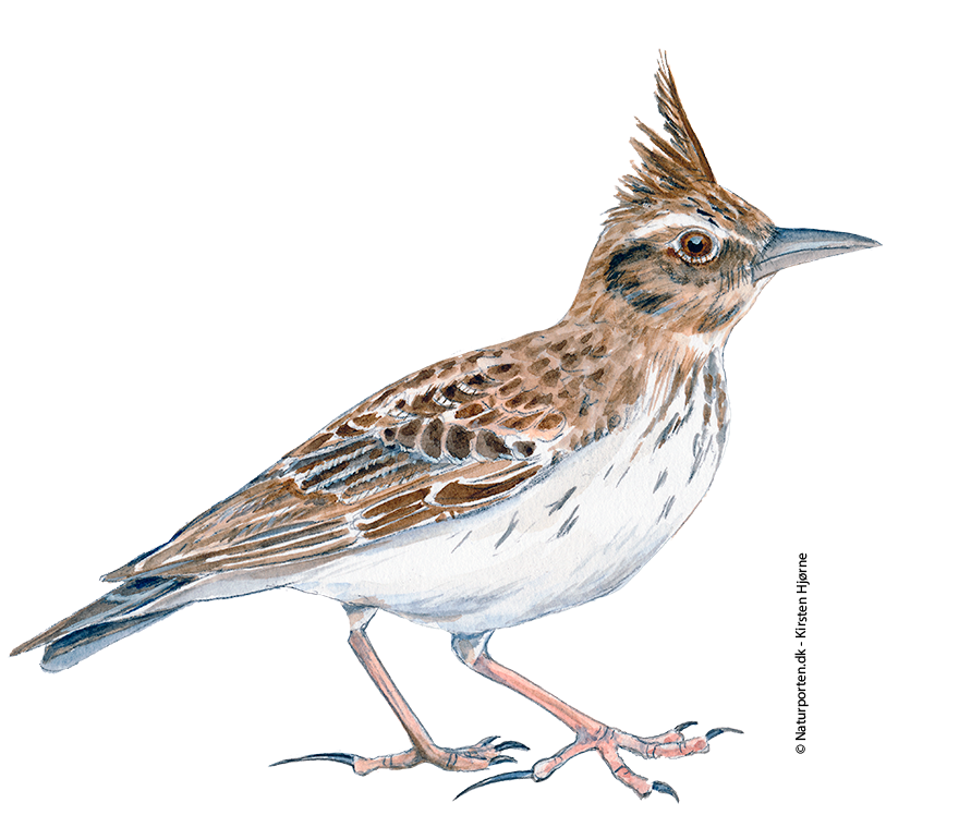Toplærke © Naturporten - Kirsten Hjørne
