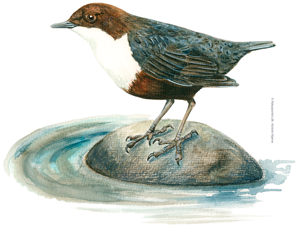 Vandstær © Naturporten - Kirsten Hjørne