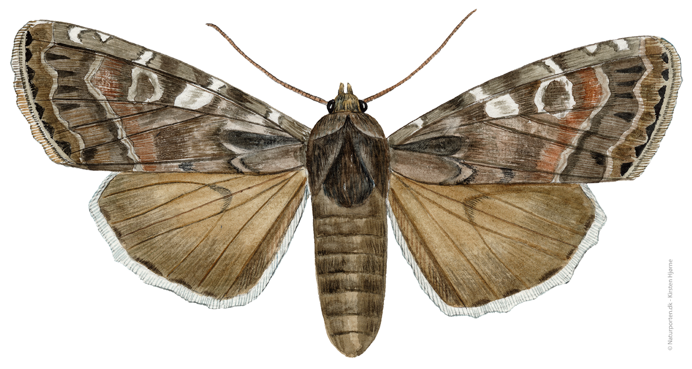 Blågrå jordugle © Naturporten - Kirsten Hjørne