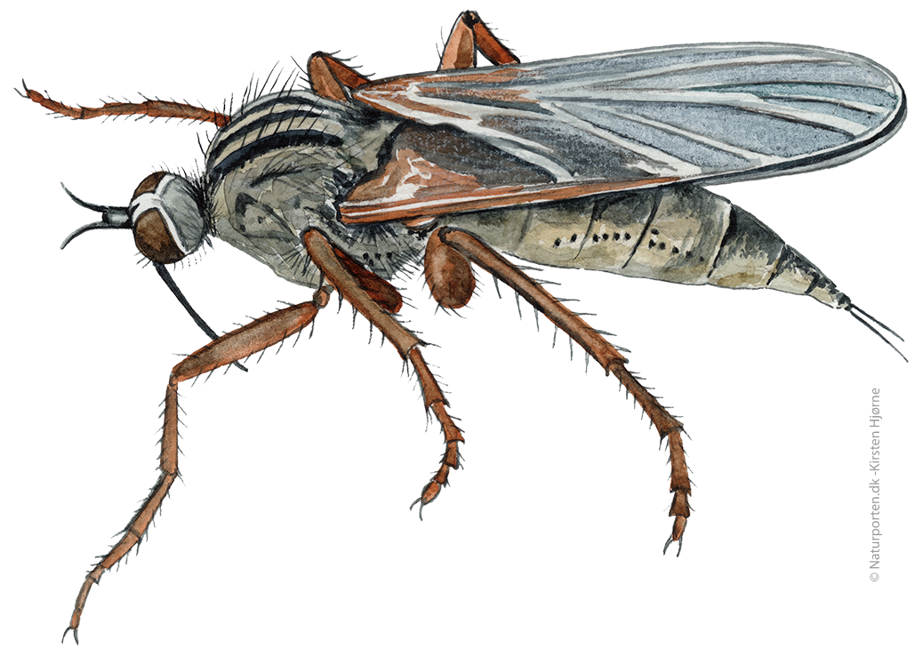 Stor danseflue © Naturporten - Kirsten Hjørne