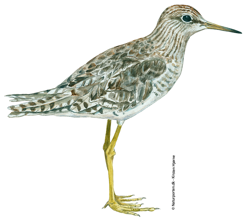 Tinksmed © Naturporten - Kirsten Hjørne