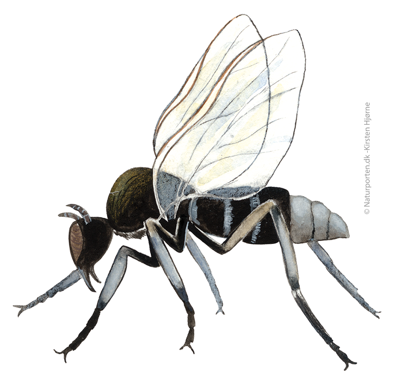 Kvægmyg © Naturporten - Kirsten Hjørne