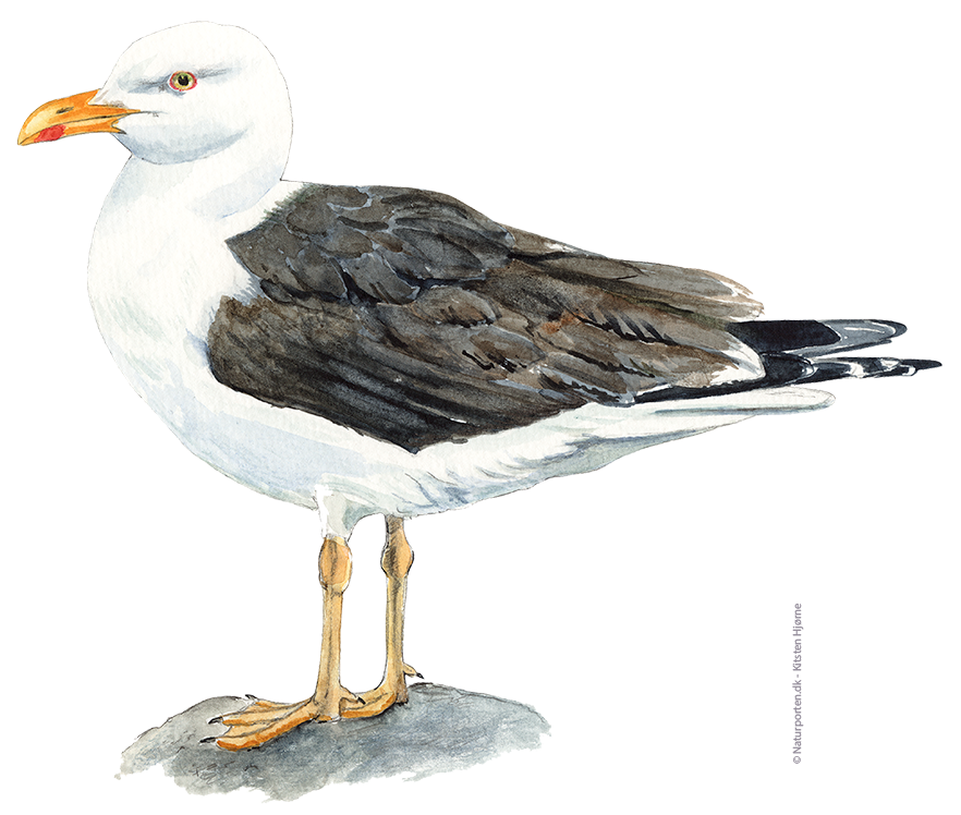 Sildemåge © Naturporten - Kirsten Hjørne