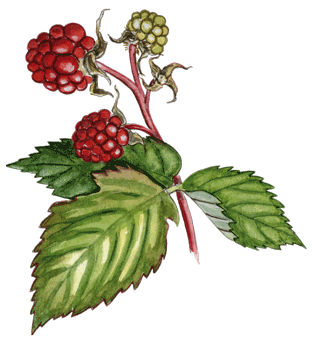 Hindbær © Kirsten Hjørne - Naturporten