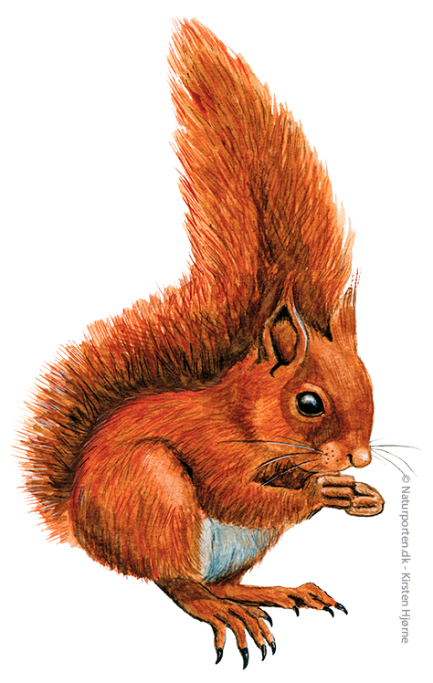 Egern © Naturporten - Kirsten Hjørne