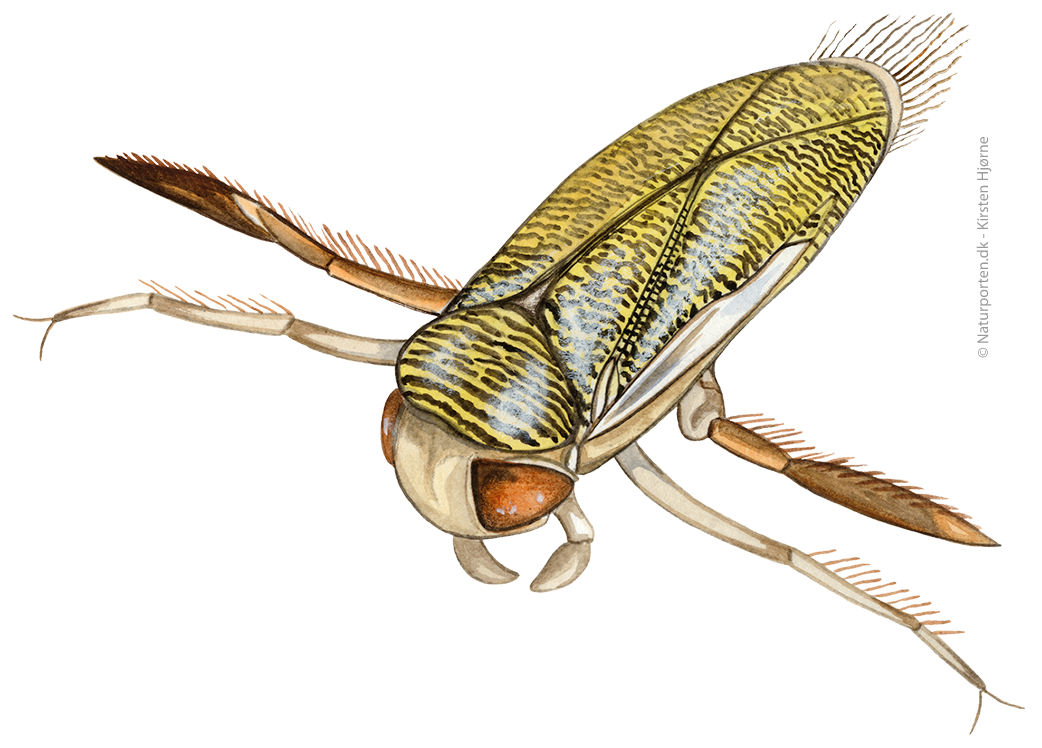 Stor bugsvømmer © Naturporten - Kirsten Hjørne