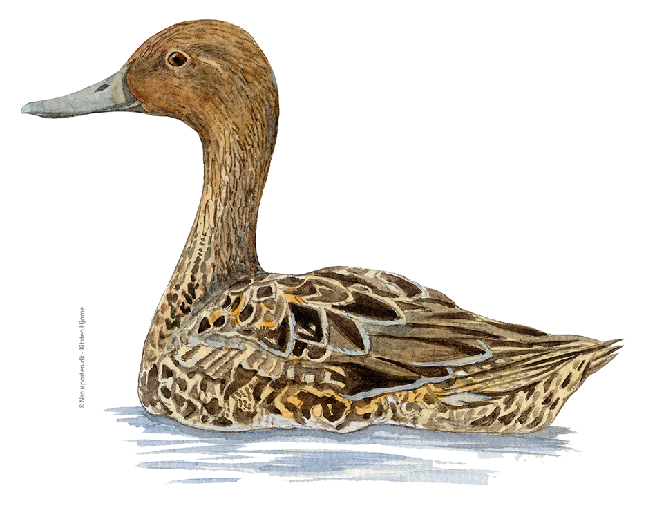 Spidsand hun © Naturporten - Kirsten Hjørne