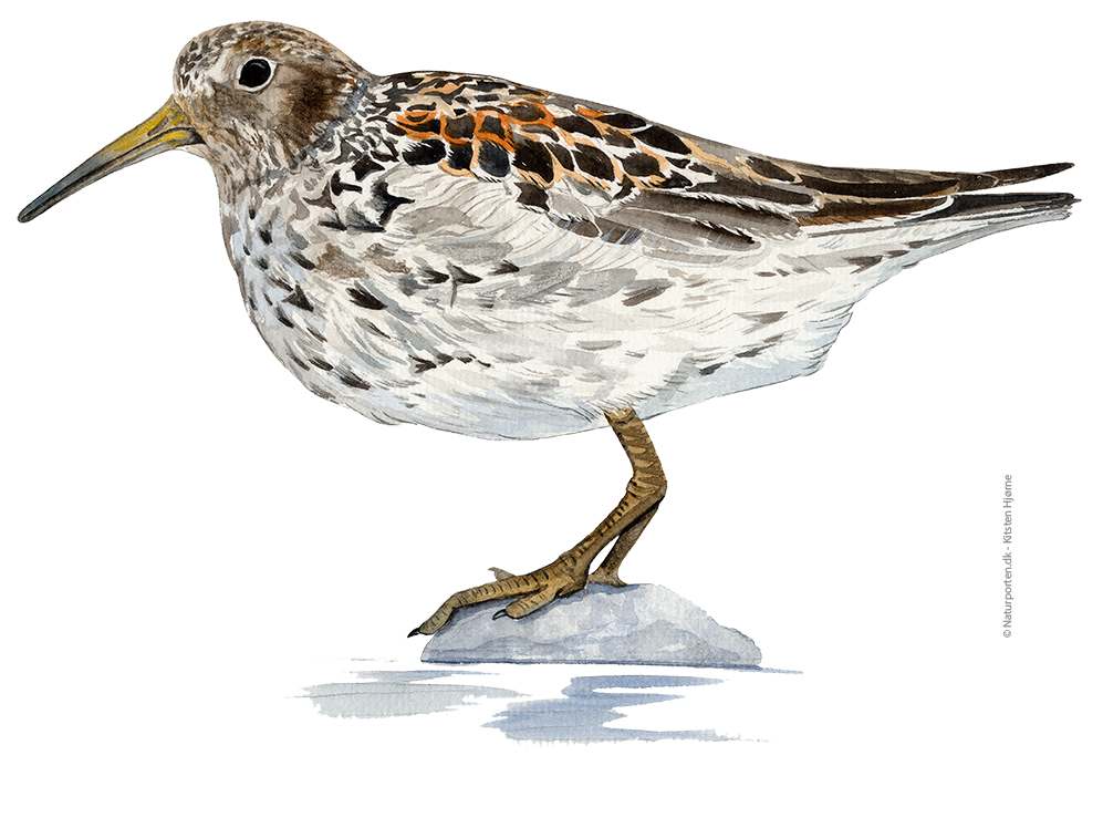 Sortgrå ryle © Naturporten - Kirsten Hjørne