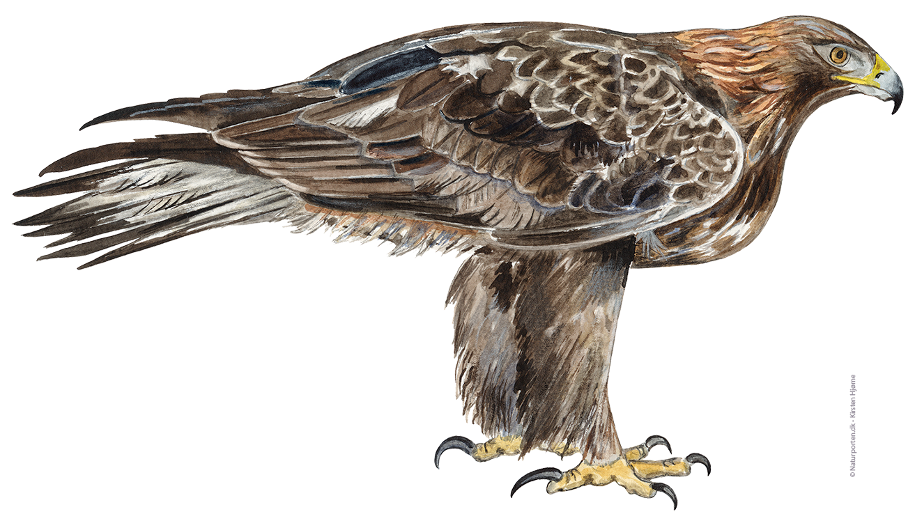 Kongeørn © Naturporten - Kirsten Hjørne