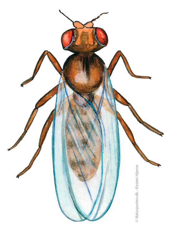 Bananflue © Naturporten - Kirsten Hjørne