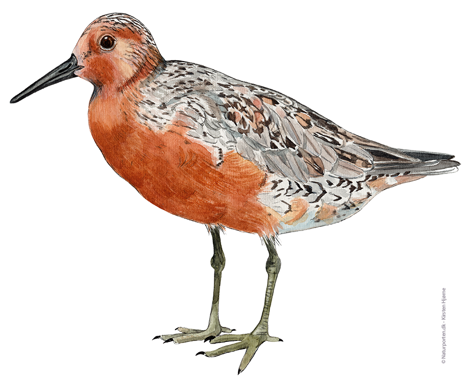 Islandsk ryle © Naturporten - Kirsten Hjørne