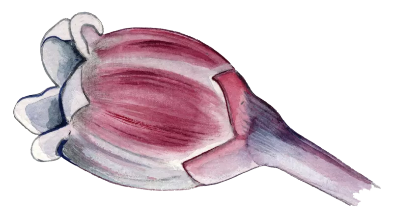 Mosebølle blomst © Kirsten Hjørne - Naturporten