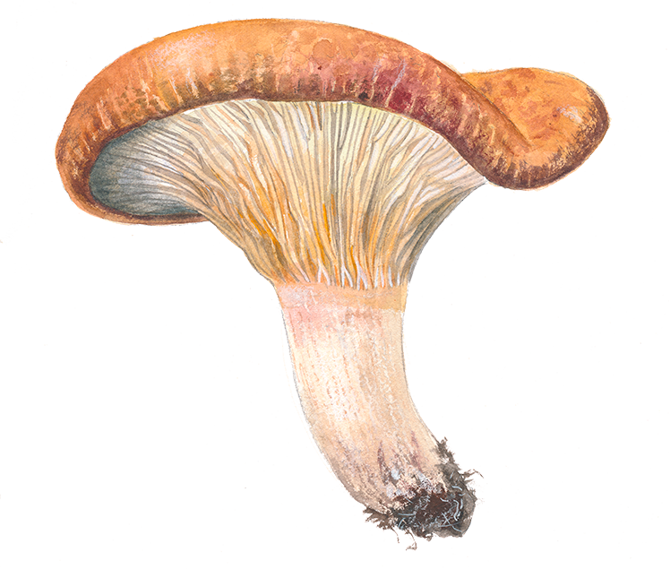 Brunfibret trævlehat © Naturporten - Kirsten Hjørne