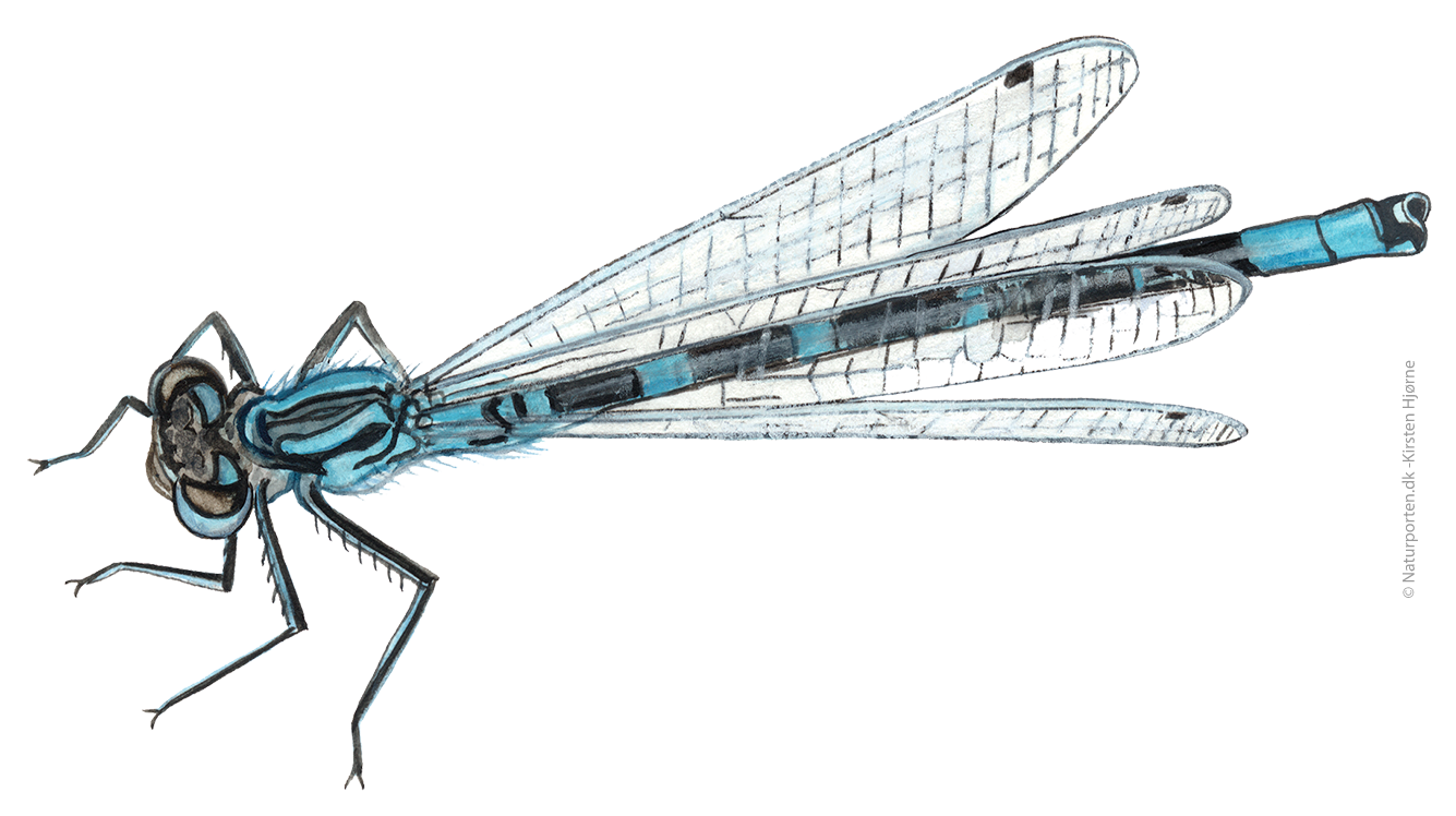 Hestesko vandnymfe  © Naturporten - Kirsten Hjørne