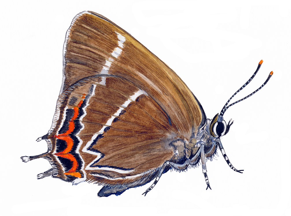 Det hvide W © Naturporten - Kirsten Hjørne