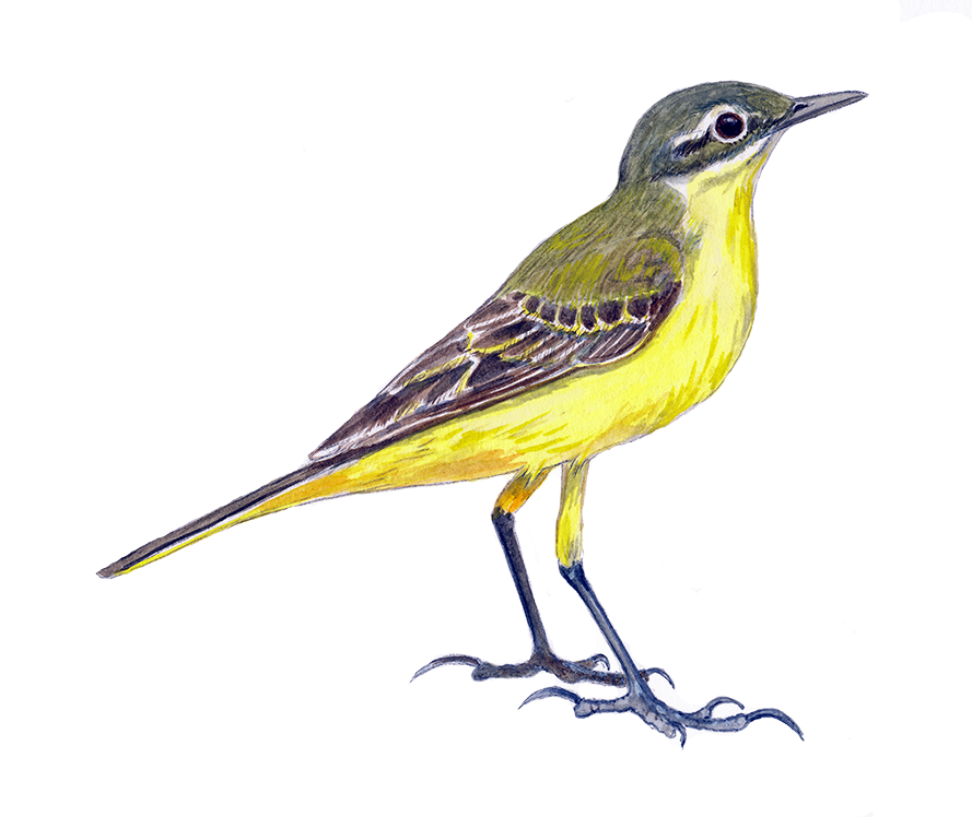 Gul vipstjert © Naturporten - Kirsten Hjørne