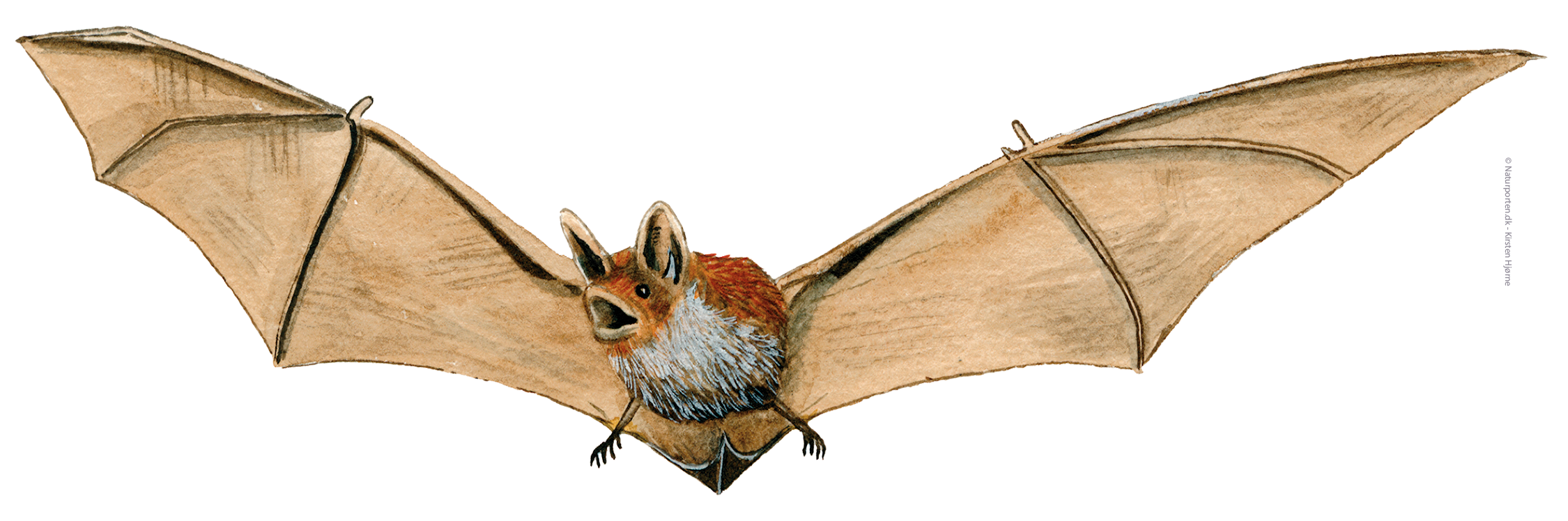 Vandflagermus © Naturporten - Kirsten Hjørne