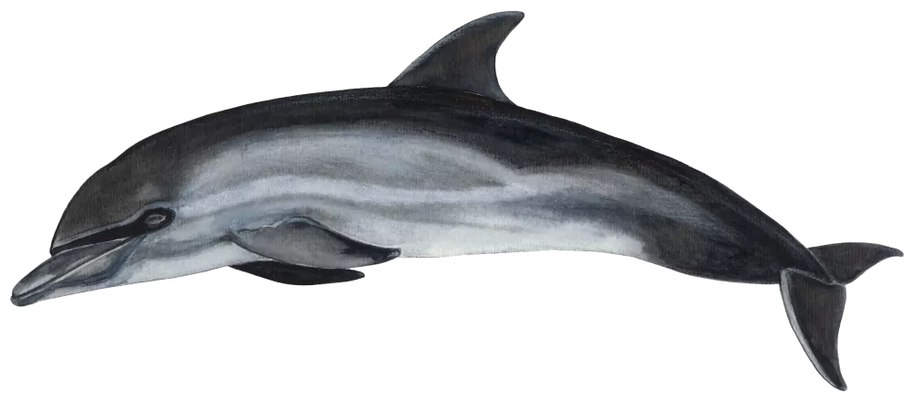 Almindelig delfin © Kirsten Hjørne - Naturporten