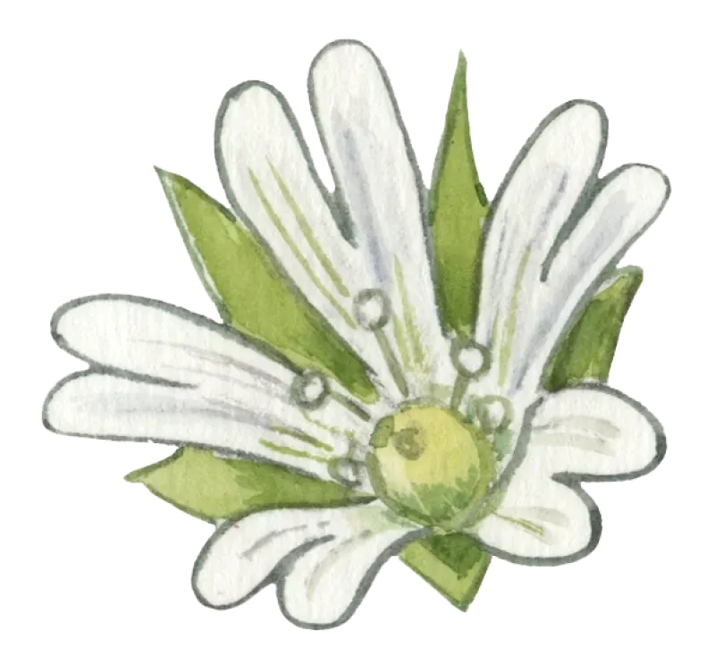 Almindelig hønsetarm blomst © Kirsten Hjørne