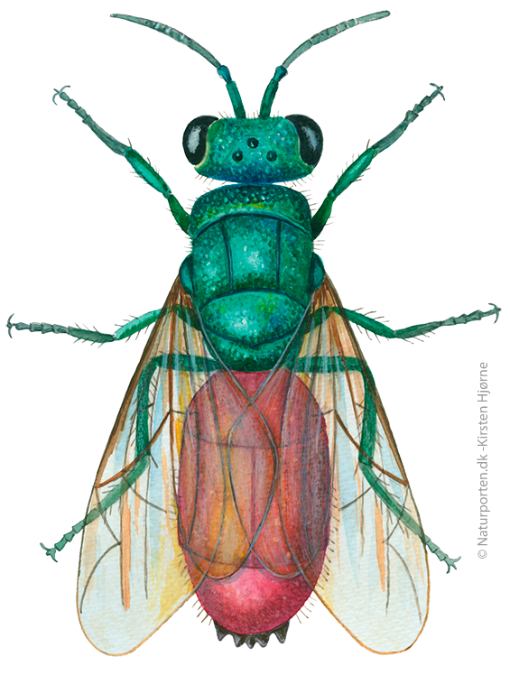 Guldhveps © Naturporten - Kirsten Hjørne