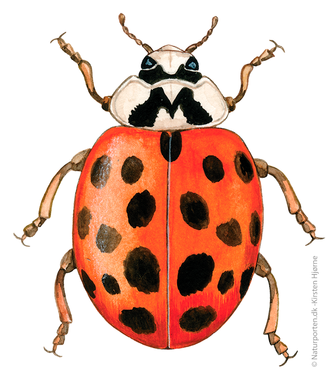 Harlekin mariehøne  © Naturporten - Kirsten Hjørne