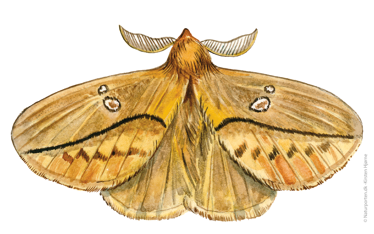 Græsspinder   © Naturporten - Kirsten Hjørne