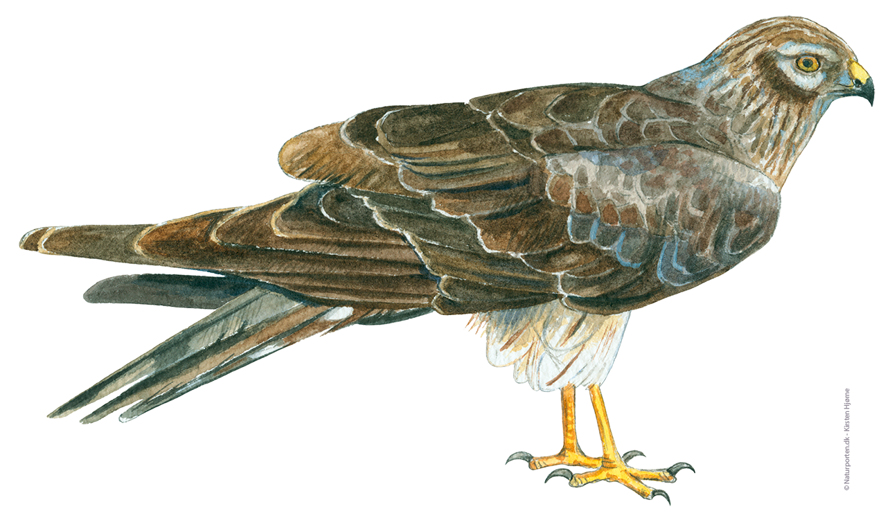 Hedehøg hun © Naturporten - Kirsten Hjørne