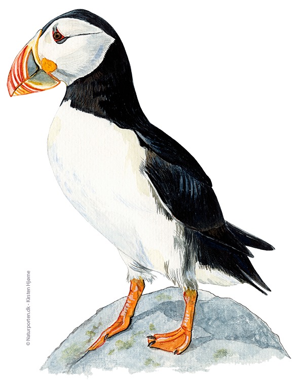 Lunde © Naturporten - Kirsten Hjørne