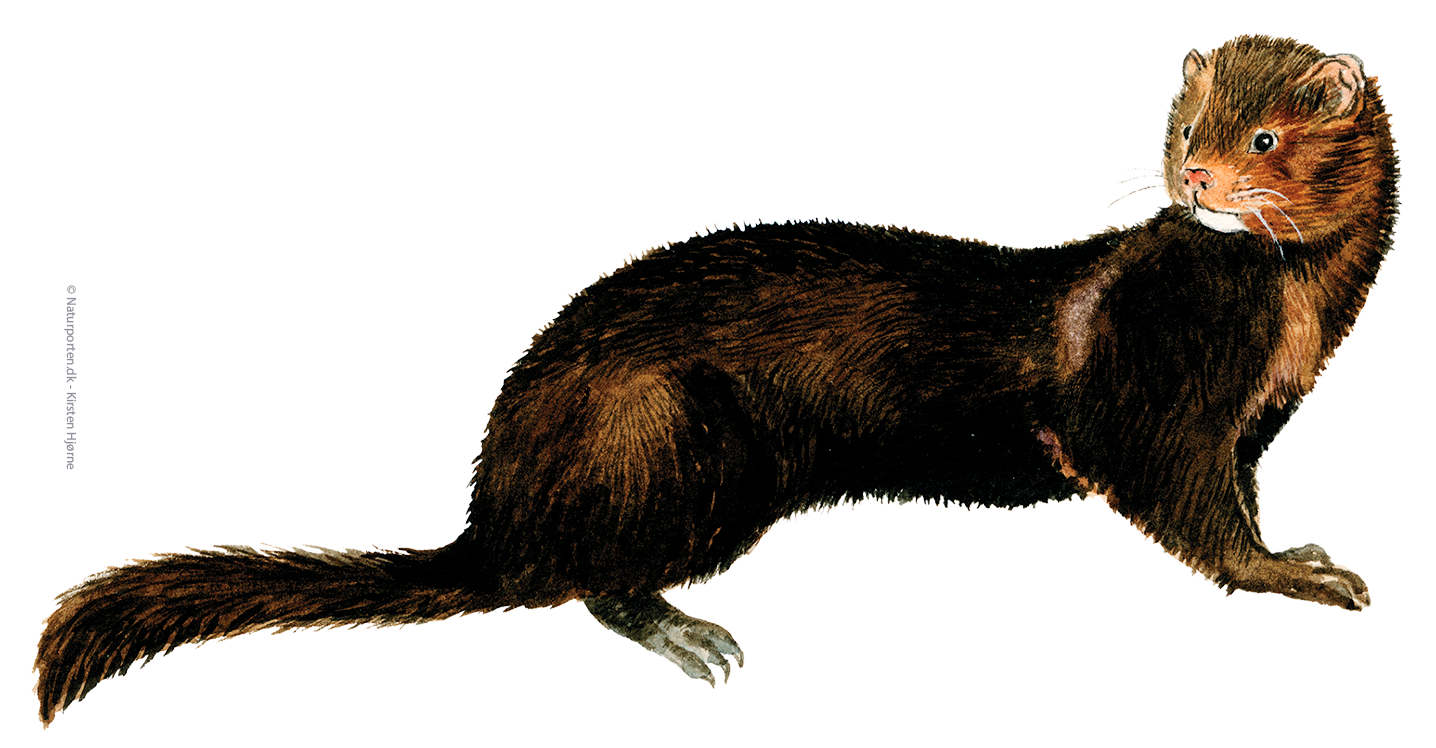 Mink © Naturporten - Kirsten Hjørne