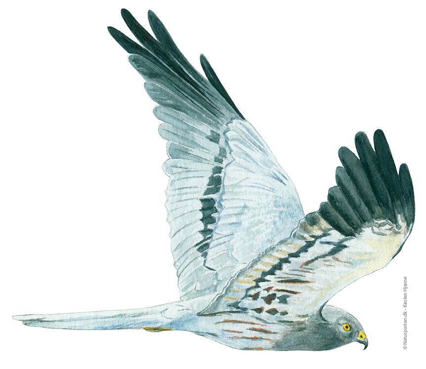 Hedehøg han © Naturporten - Kirsten Hjørne