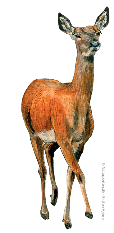 Krondyr hun © Naturporten - Kirsten Hjørne