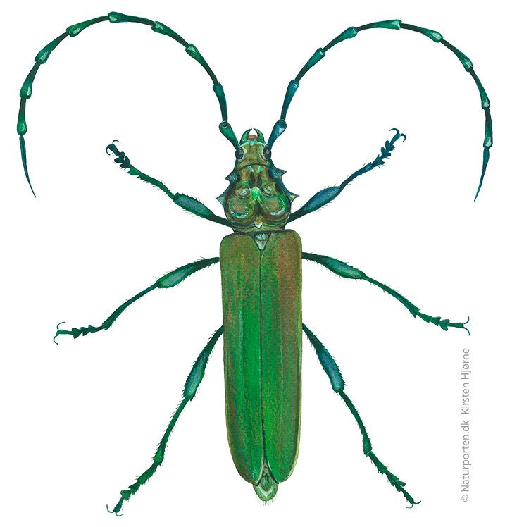 Moskusbuk © Naturporten - Kirsten Hjørne