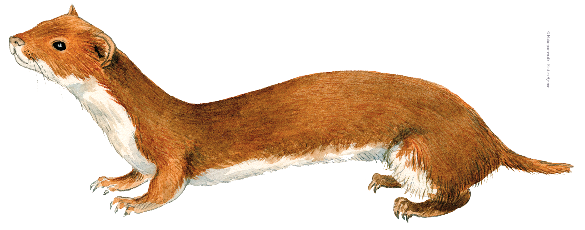 Brud © Naturporten - Kirsten Hjørne