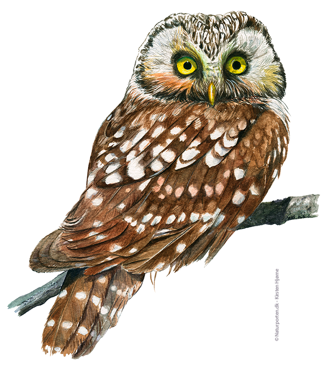 Perleugle © Naturporten - Kirsten Hjørne