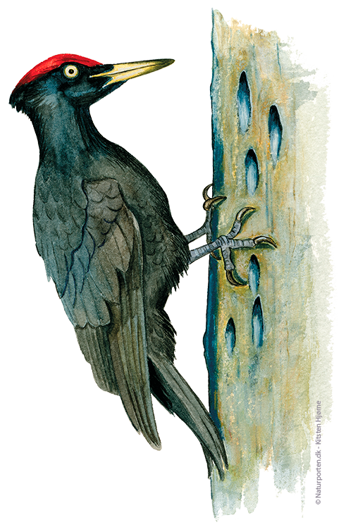 Sortspætte © Naturporten - Kirsten Hjørne