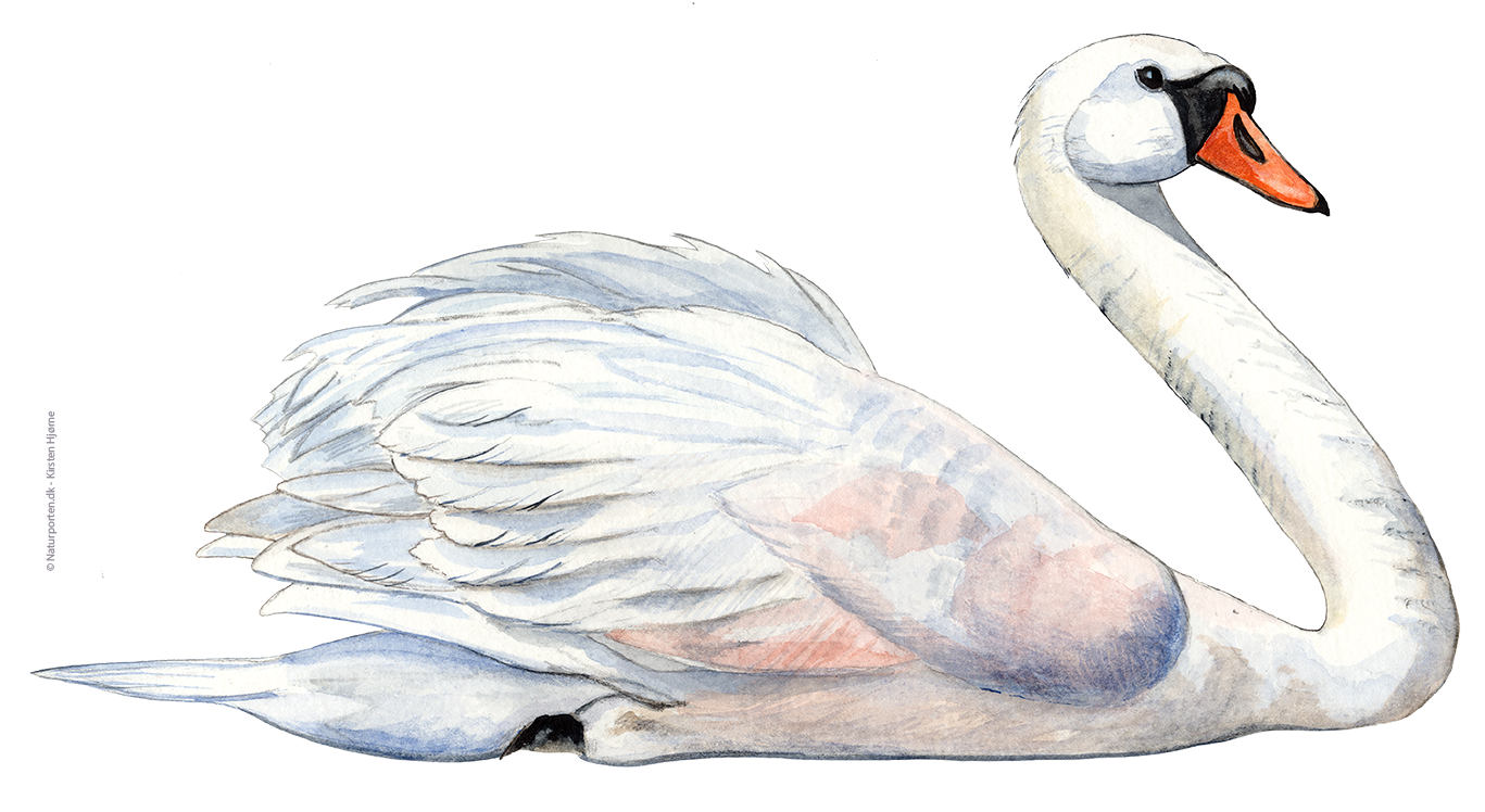 Knopsvane © Naturporten - Kirsten Hjørne