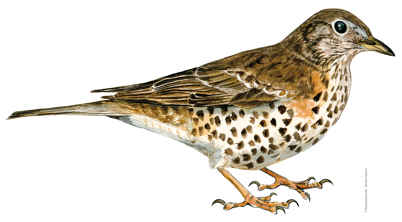 Misteldrossel © Naturporten - Kirsten Hjørne