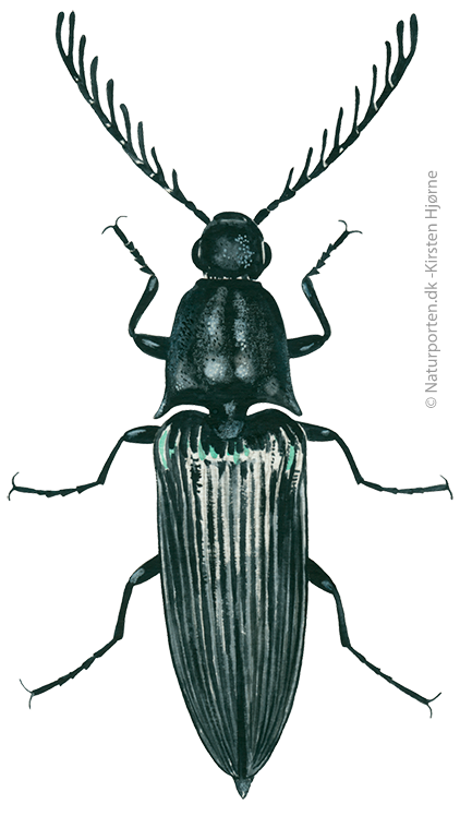 Kamhornet smælder © Naturporten - Kirsten Hjørne