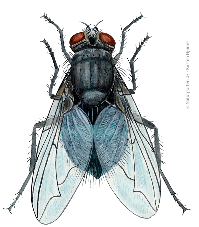 Spyflue © Naturporten - Kirsten Hjørne