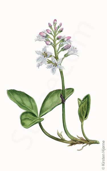 Bukkeblad © Naturporten - Kirsten Hjørne