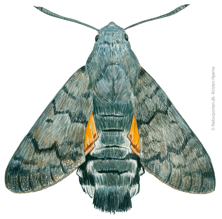 Duehale  © Naturporten - Kirsten Hjørne