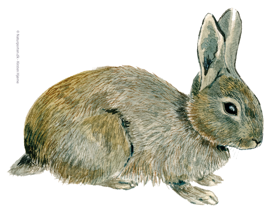 Vildkanin © Naturporten - Kirsten Hjørne